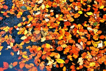 many yellowed leaves on the water surface