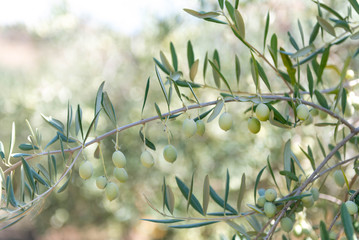 Close Up of Olives Growing on Trees on Summer