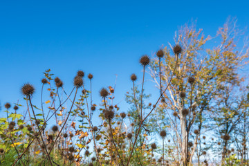 Wild plants in the form of prickly balls