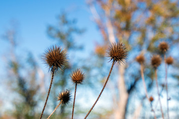 Wild plants in the form of prickly balls