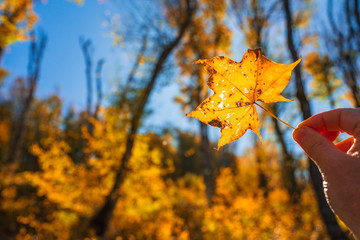 Yellow autumn leaf in hand on blue sky background