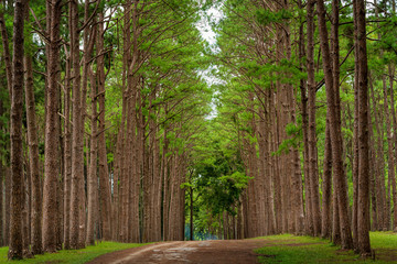 Bo Kaeo Pine Tree Garden, Bo Luang, Chiang Mai