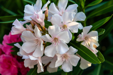 Picturesque flowers of a tropical plant. Close-up. The coast of the Mediterranean Sea. Summer.