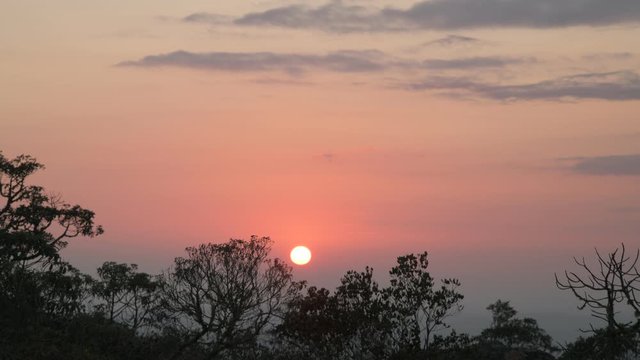 Trees Silhouettes at Sunrise in Brazil