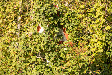 Verkehrsschild zugewachsen mit Pflanzen