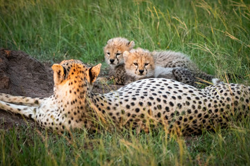 Close-up of cheetah lying alongside two cubs