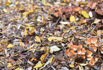 many mushrooms in the autumn forest in the fallen leaves