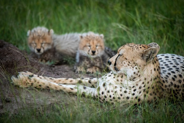 Close-up of cheetah lying by two cubs
