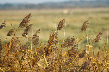Schilf im Wind