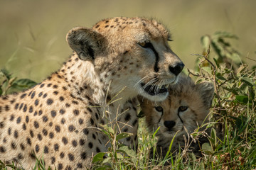 Close-up of cheetah lying with young cub