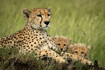 Close-up of cheetah lying with two cubs