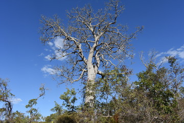 tree on blue sky
