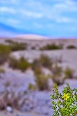 Flower - Mesquite Flat Sand Dunes - Death Valley 
