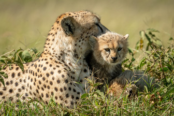 Close-up of cheetah resting with young cub