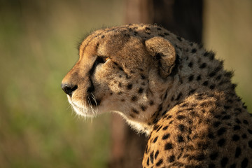 Close-up of cheetah sitting beside tree trunk