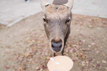 Fototapeta premium Nara / Deer