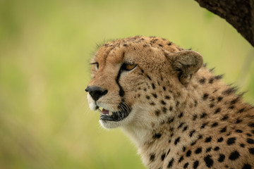 Close-up of cheetah sitting by tree trunk