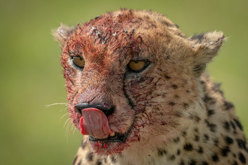 Close-up of cheetah sitting licking bloody nose © Nick Dale