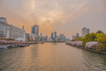 Sakura / River / Osaka