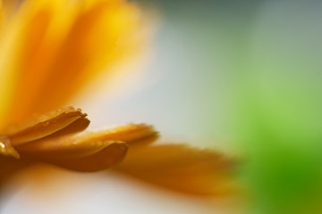 Blütenblätter einer Ringelblume nach einem Regenschauer