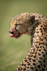 Close-up of cheetah sitting licking bloody lips
