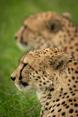 Close-up of cheetah sitting near blurred brother