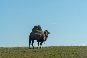 two-humped camel in nature