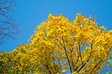 Fototapeta premium Bright yellow autumn foliage of trees on a background of blue sky