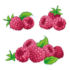 Raspberry with leaves isolated on white background. Berry branch raspberries. Hand drawn vector illustration.