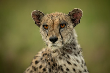 Close-up of cheetah with blade of grass