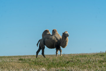two-humped camel in nature