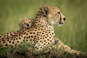 Close-up of cub lying head on cheetah