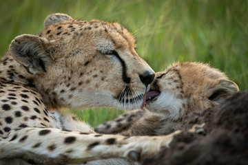 Close-up of cub licking cheetah in grass