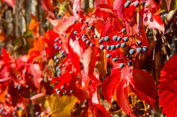 Grapes girlish five-leaf red in the fall