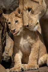 Close-up of cub sitting nuzzled by lioness