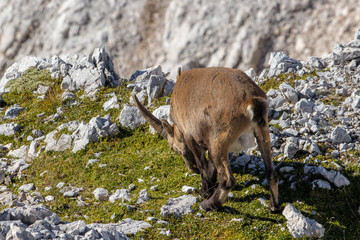 Ibex pasturing in high mountains