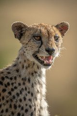 Close-up of female cheetah calling cubs