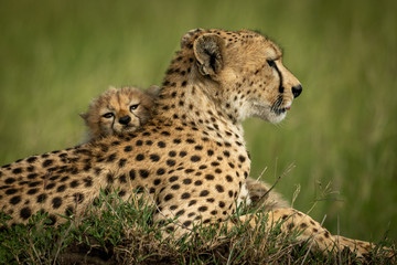 Naklejka na ściany i meble Close-up of cub resting head on cheetah