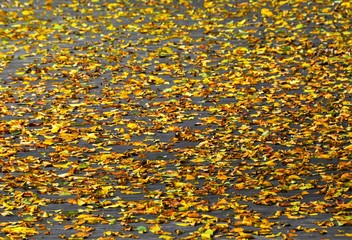 wilted leaves fallen down