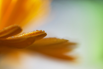 Fototapeta premium Blütenblätter einer Ringelblume nach einem Regenschauer