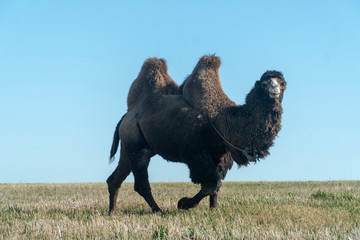 two-humped camel in nature