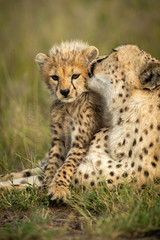 Obraz na płótnie Canvas Close-up of female cheetah grooming young cub