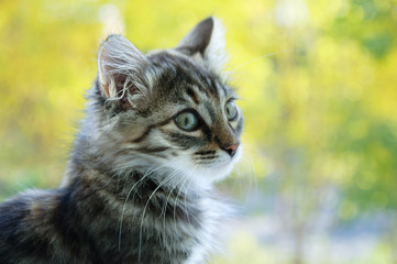 Portrait of a little kitten on a blurry background of nature in autumn.