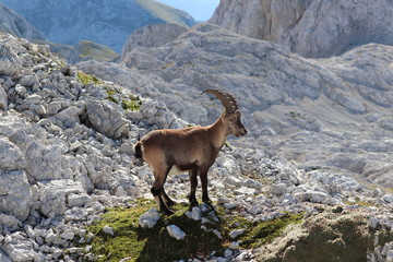 Adult ibex posing for camera in high alps