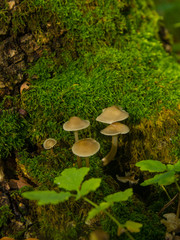 Fototapeta premium Inedible mushrooms grow in the hollow of an old oak