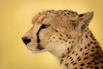 Close-up of female cheetah head pointing left