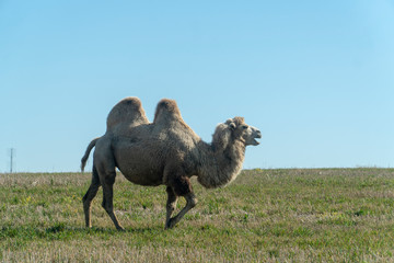 two-humped camel in nature