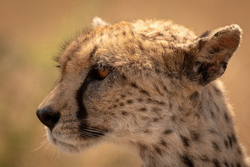 Close-up of female cheetah head turned left