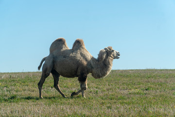 two-humped camel in nature