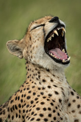 Close-up of female cheetah in grass yawning